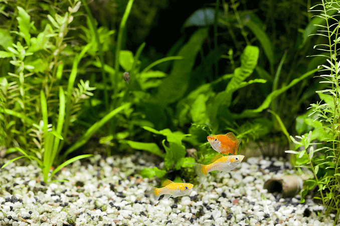 Acvariu plantat