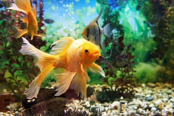 Configurarea rezervorului Goldfish