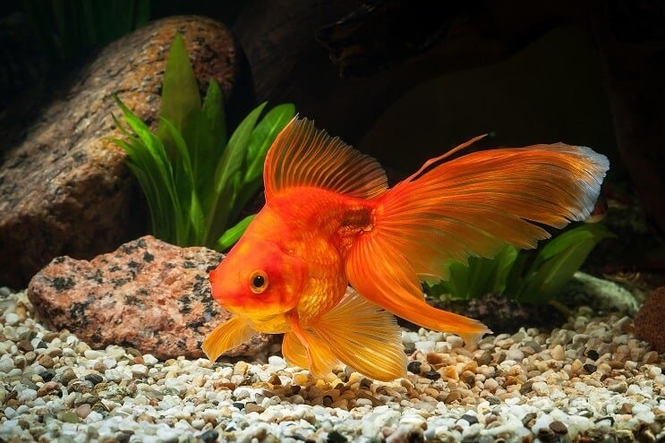 Întreținerea rezervorului Goldfish