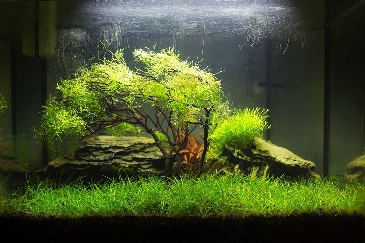 Rezervor Nano Planted
