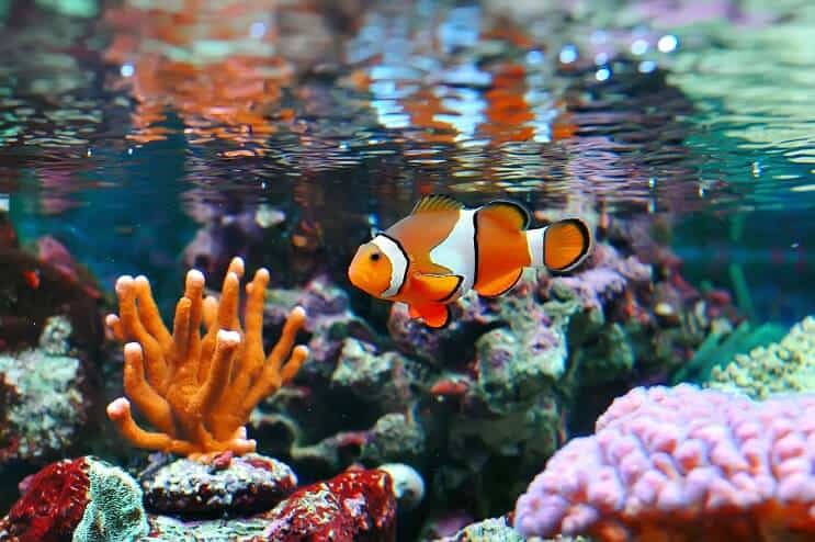 Pește clovn și coral