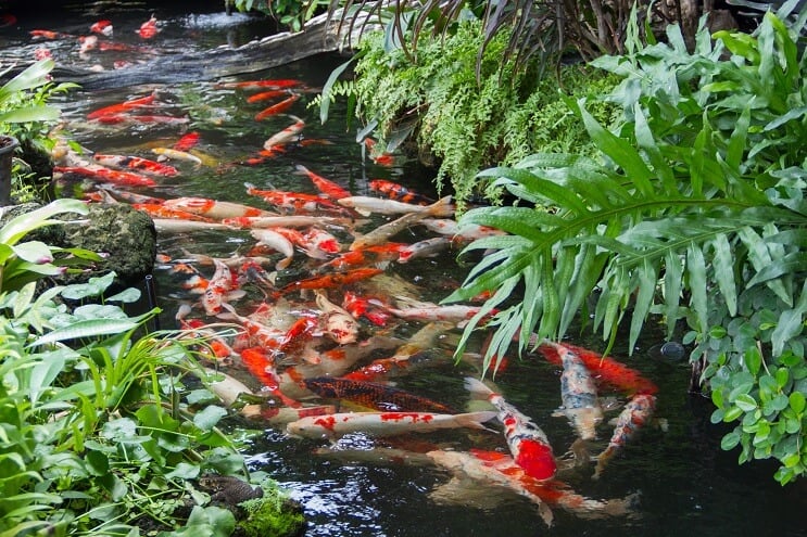 Iazul Koi