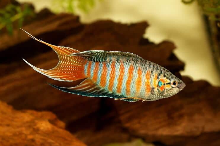 Paradisul Gourami