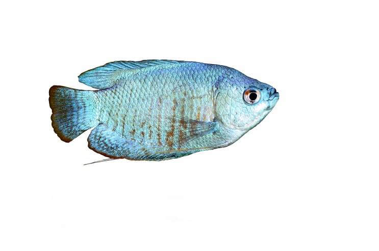 Gourami albastru pudră