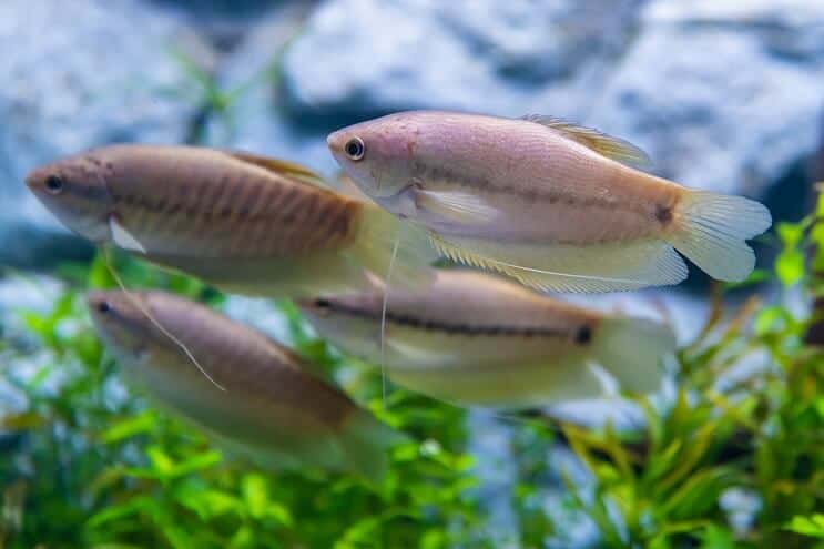 Gourami din piele de șarpe