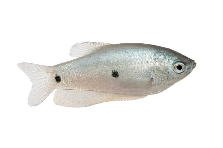 Three Gourami Spot