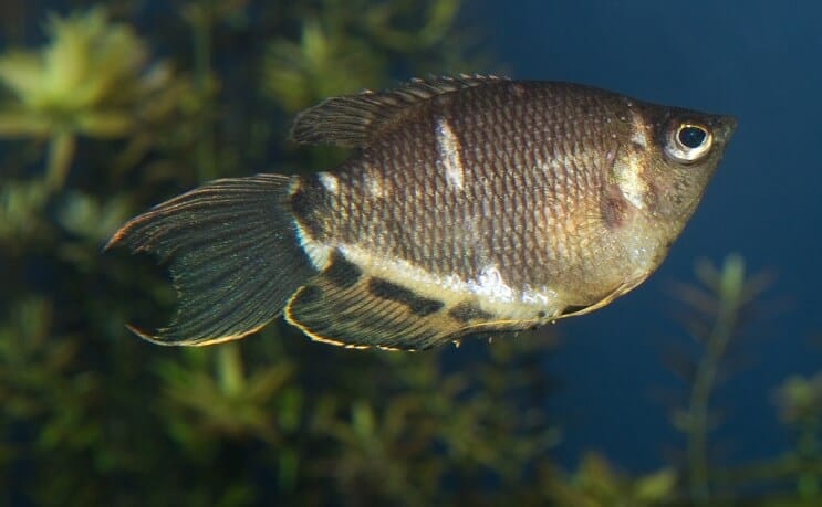 Gourami de ciocolată