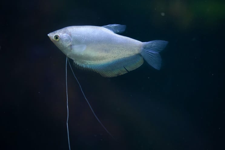 Gourami la lumina lunii