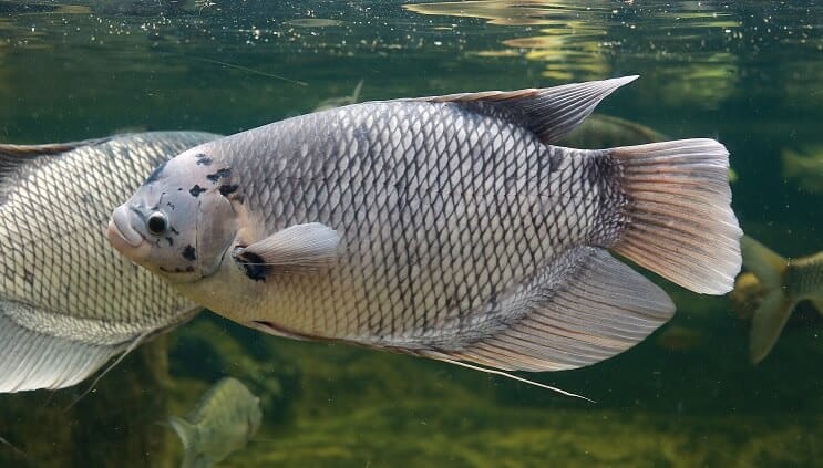 Gourami uriaș