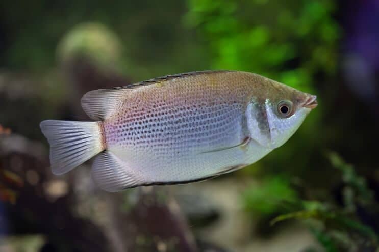 Sărut Gourami