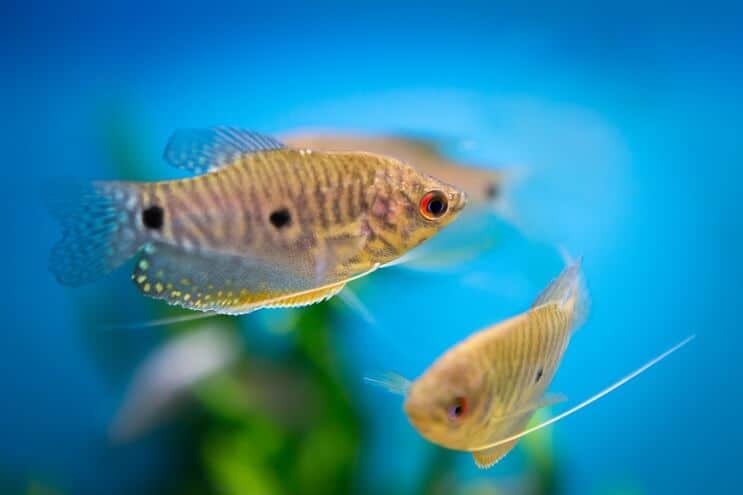 Gourami albastru