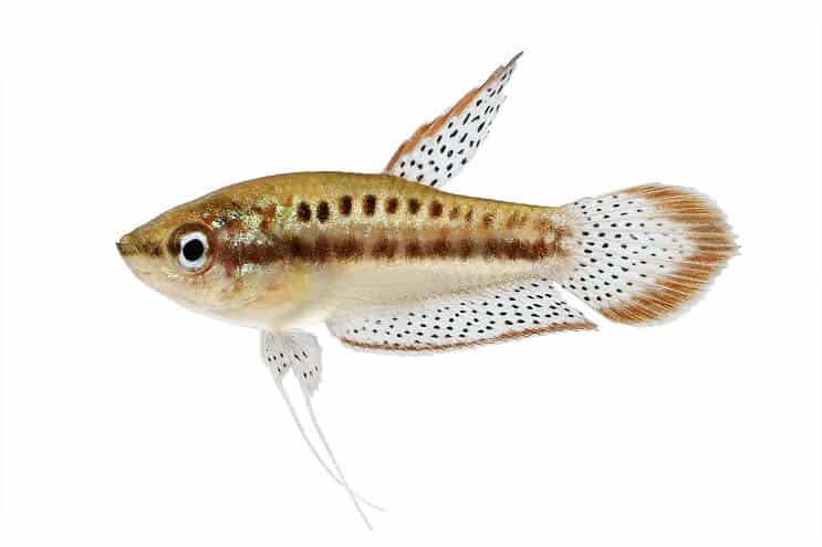 Gourami spumant