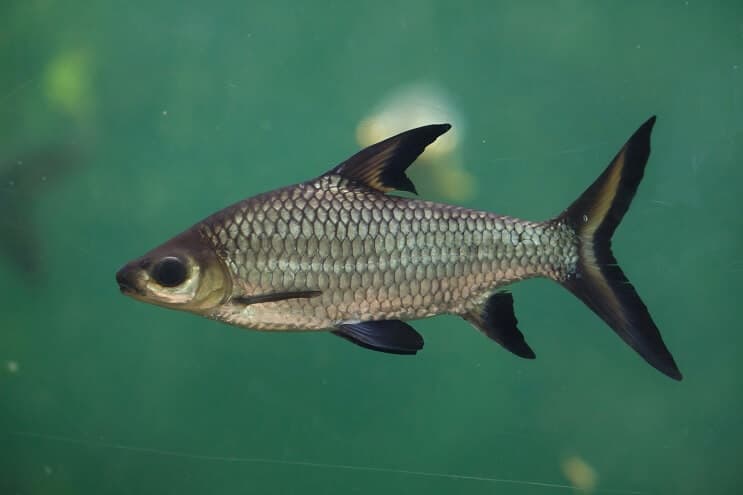 Aspectul rechinului Bala