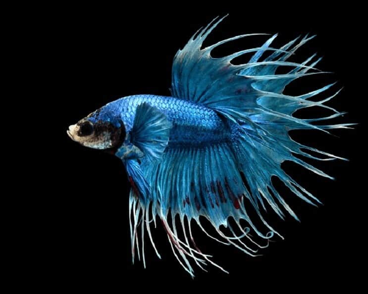 Coroana Betta