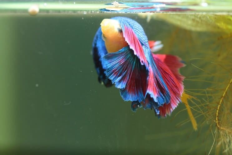 Bettas cresc mai mult