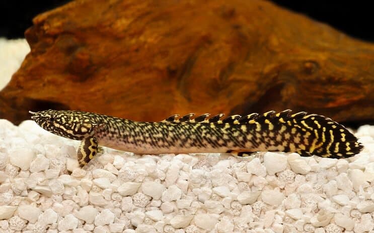 Bichir împodobit