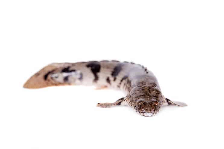 Bichir înșelat