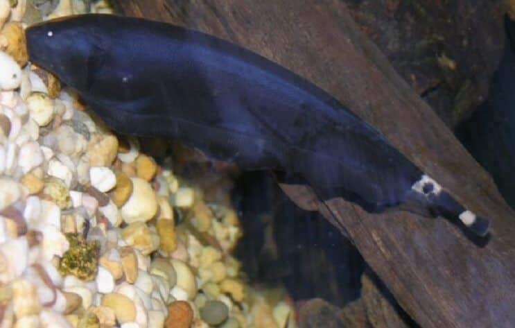 Black Ghost Knifefish Pe Substrat