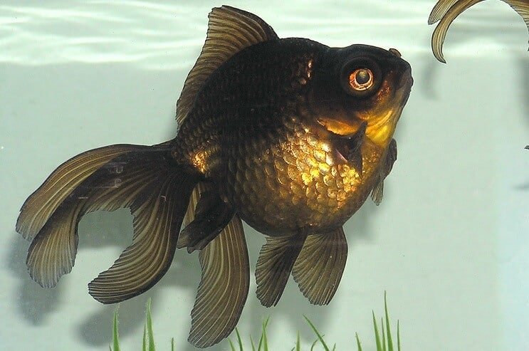 Aspectul Black Moor Goldfish