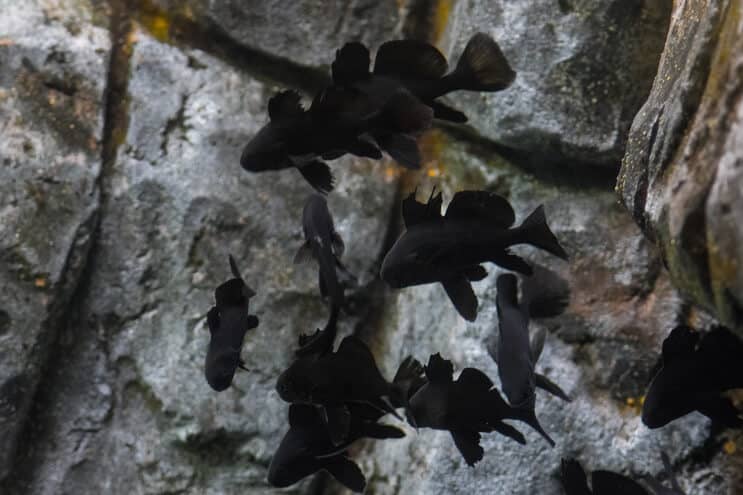 Colegii de tancuri Black Moor Goldfish