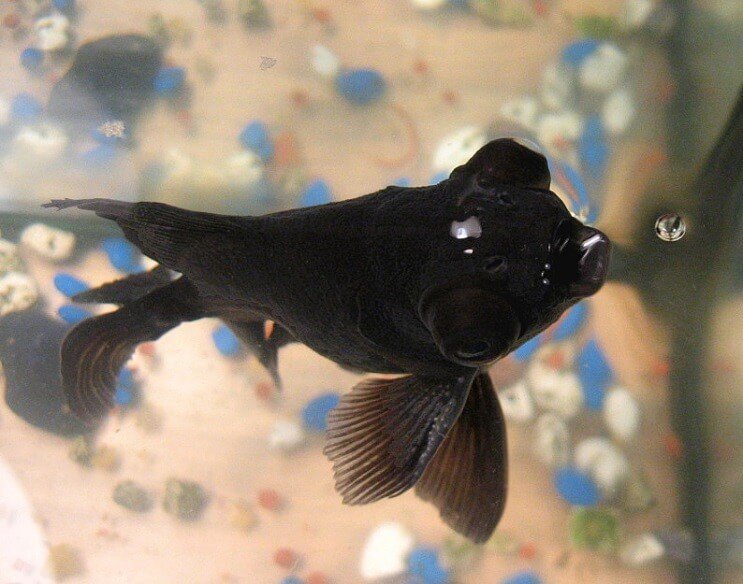 Dieta Black Moor