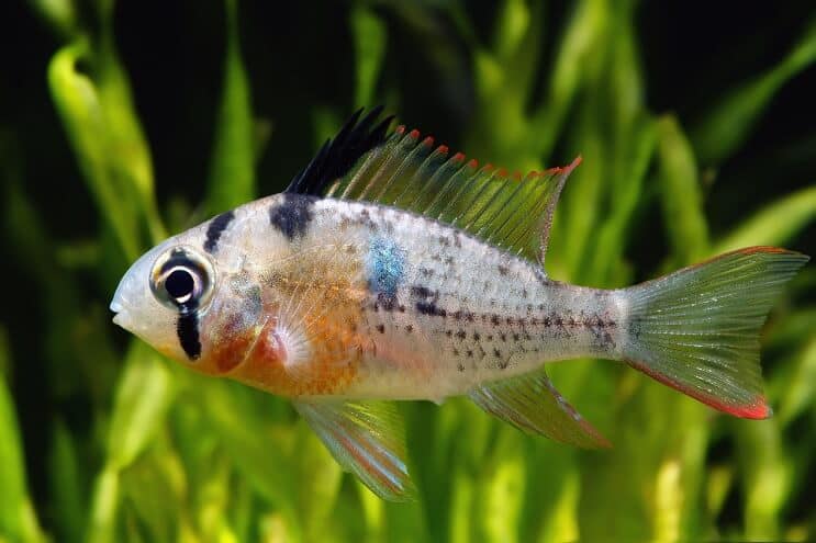 Ram Bolivian