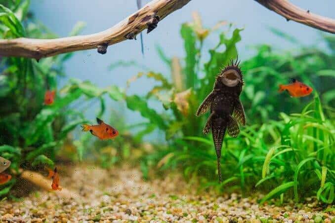 Mascul Bristlenose Pleco