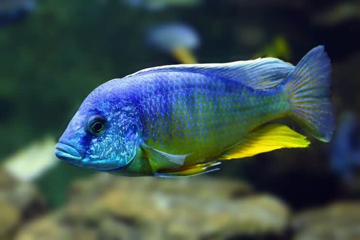 Ciclidă de păun
