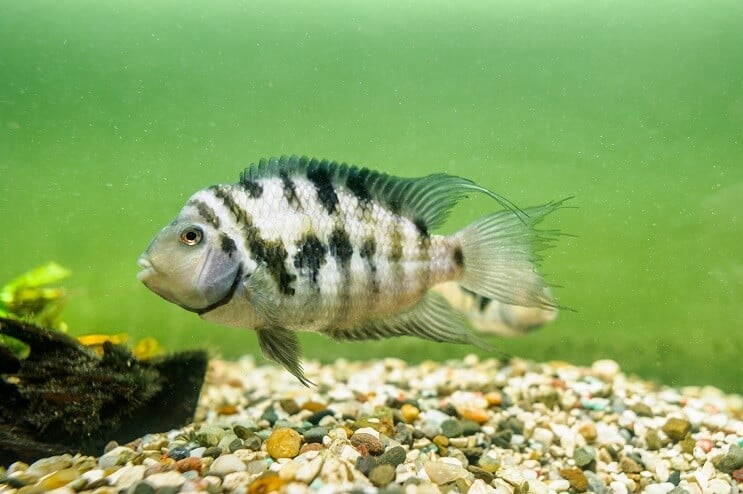 Cichlid condamnat