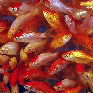 Cometa Goldfish