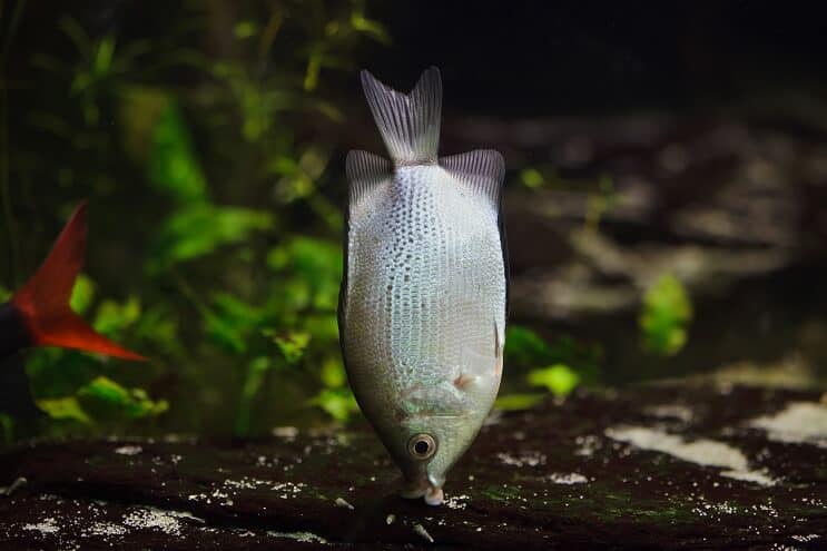 Sărutând Gourami Habitat