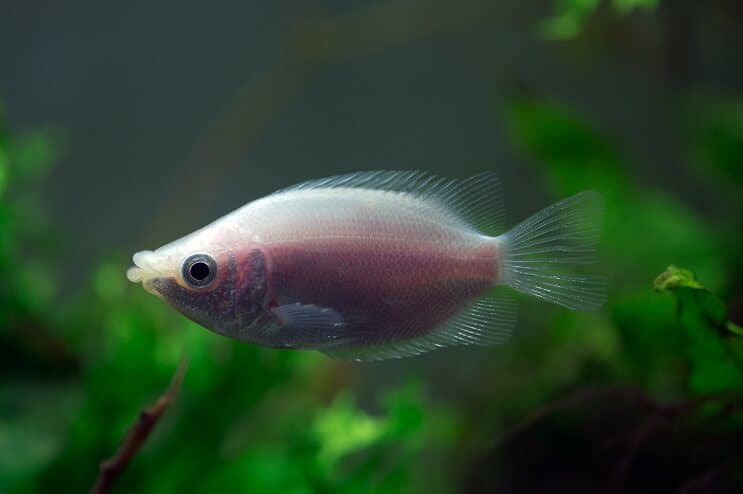 Kissing Gourami Tank Tates