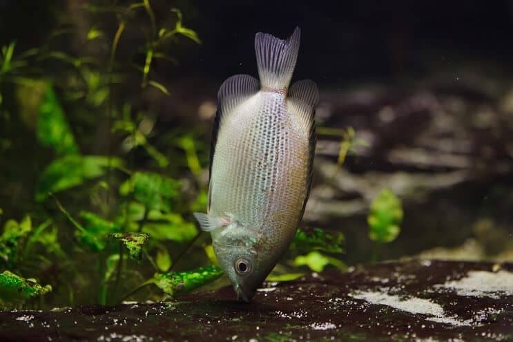 Sărutul Gourami Dieta
