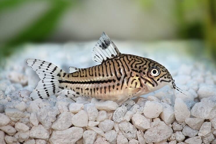 Cory Catfish Prezentare generală