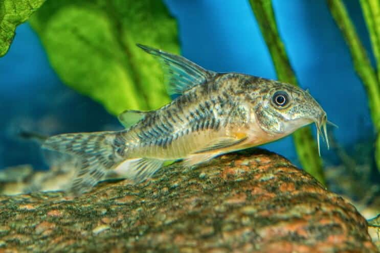 Aspect Cory Catfish
