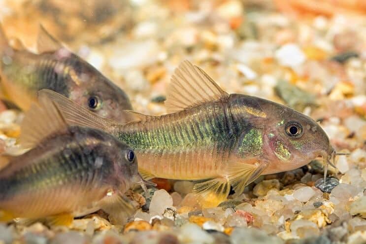 Somn verde Cory