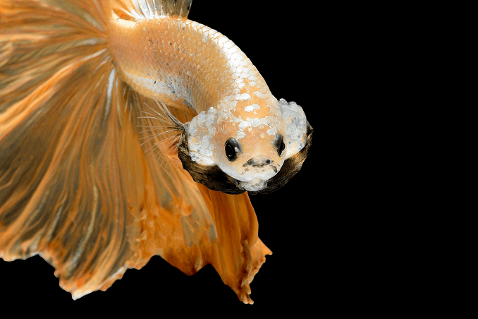 Coroana Betta Aspect