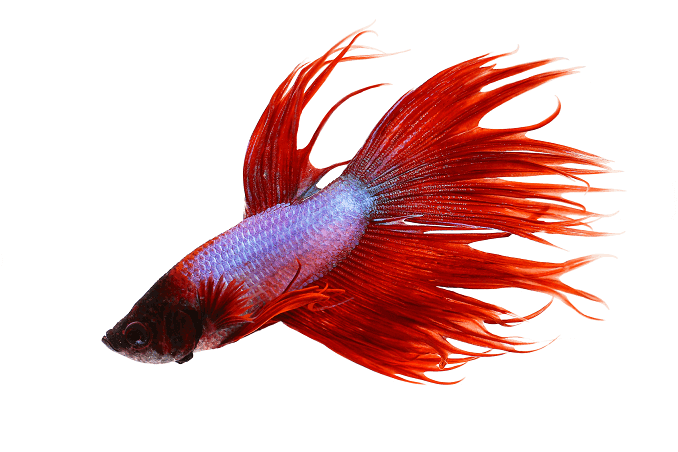 Comportament Crowntail Betta