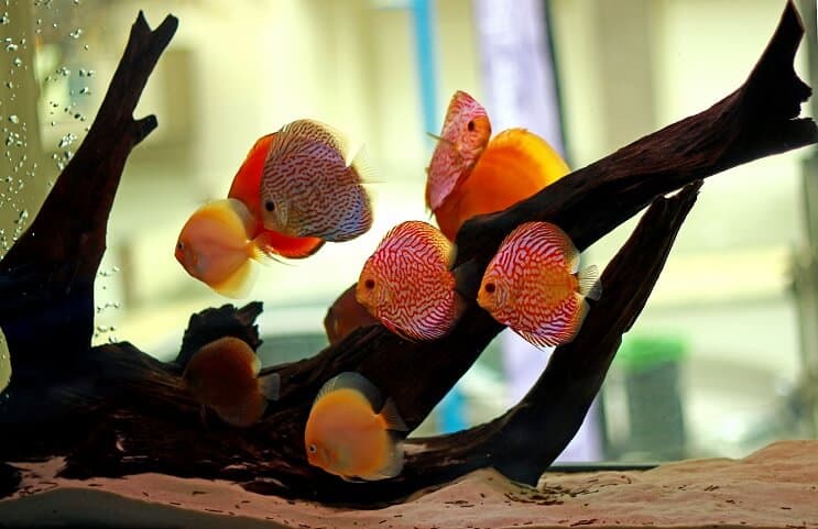Discus Habitat pește