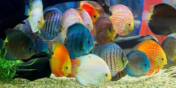 Discus Fish
