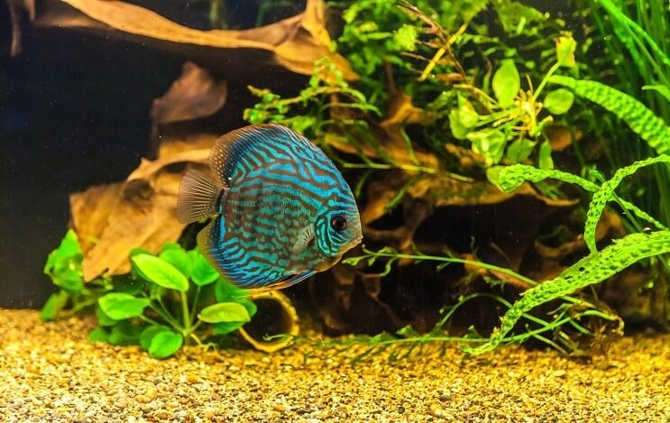 Discus Fish In Tank