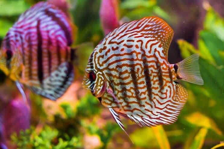 2 Discus Fish