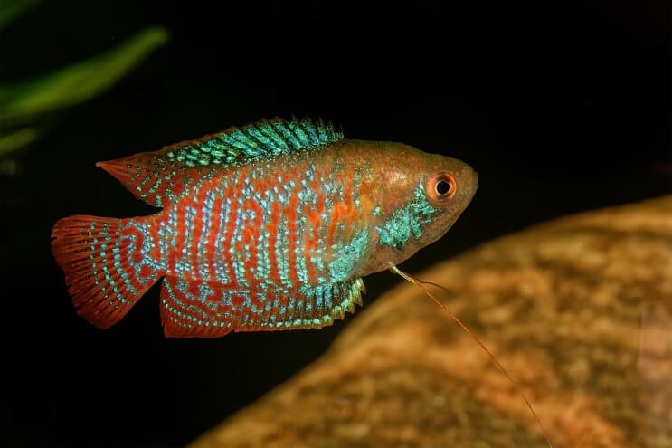 Gourami pitic