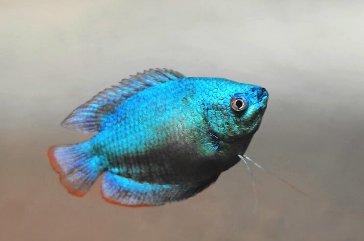 Aspect pitic Gourami