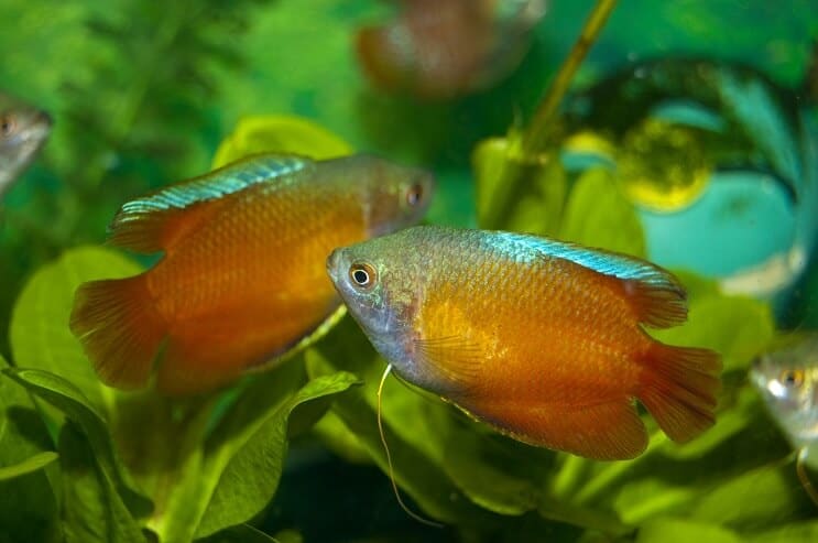Doi Gourami pitici