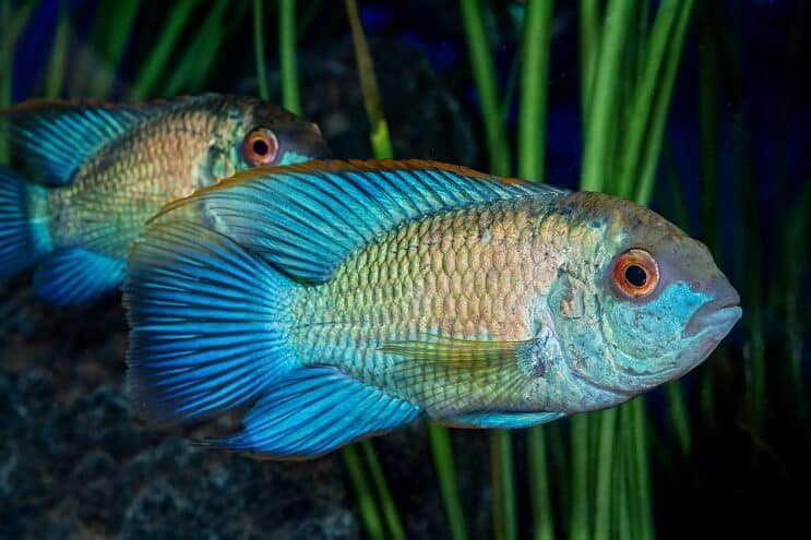 Aspect Electric Blue Acara