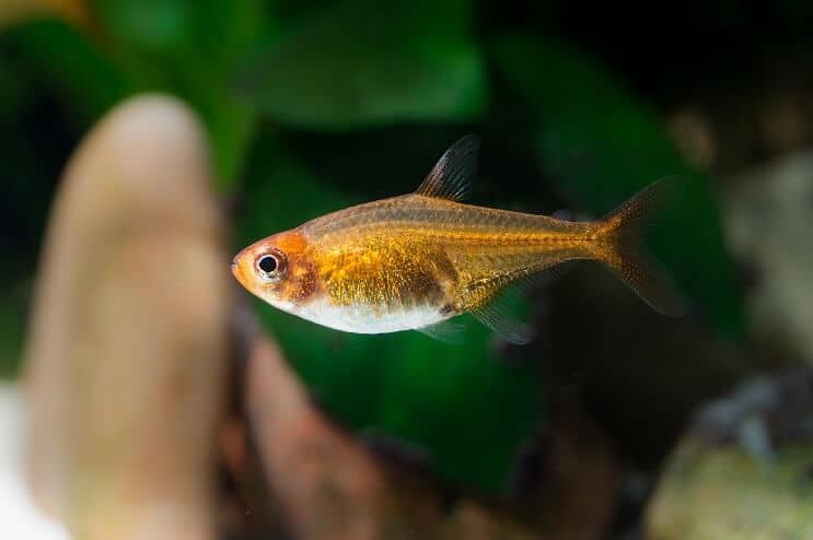 Ember Tetra Aspect