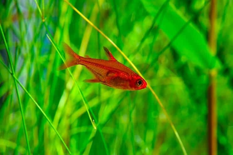 Foc Tetra