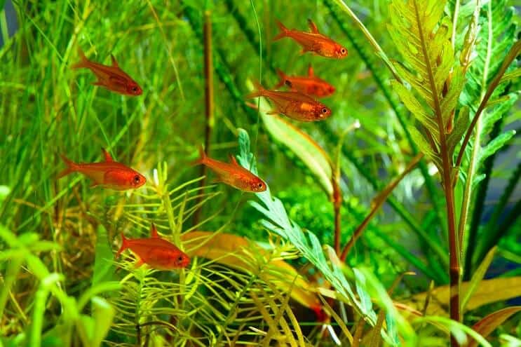 Ember Tetra Tank Tates