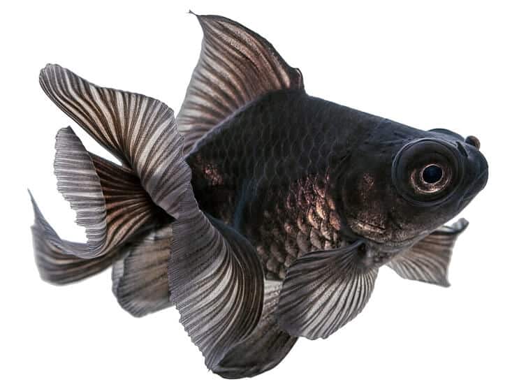 Telescop negru Goldfish